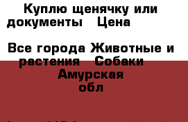 Куплю щенячку или документы › Цена ­ 3 000 - Все города Животные и растения » Собаки   . Амурская обл.